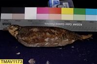 藏品(深山竹雞)的圖片